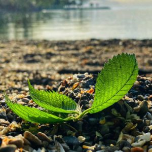 Leaf