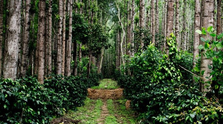 Chikmagalur